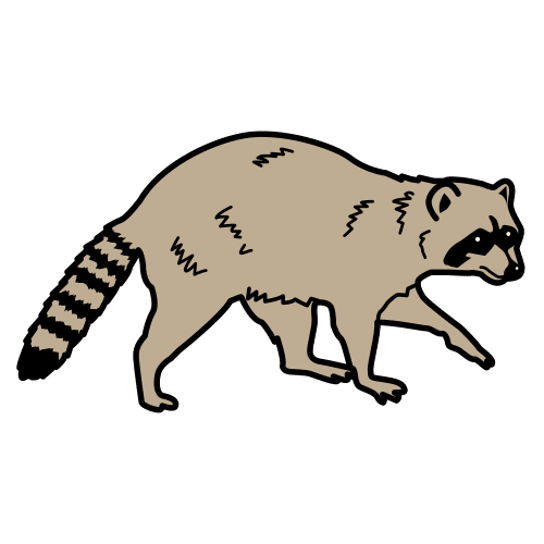 racoon
