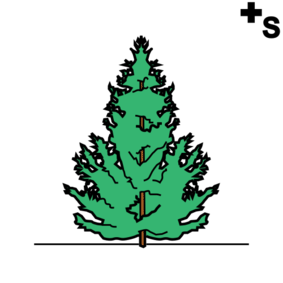 firs