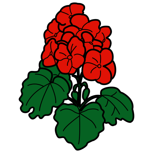 geranium