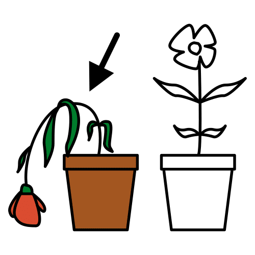 withered