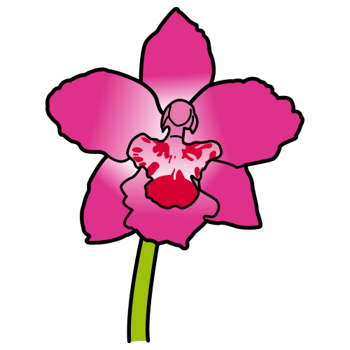 orchid