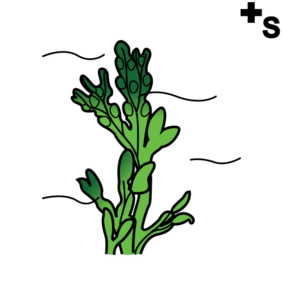seaweed