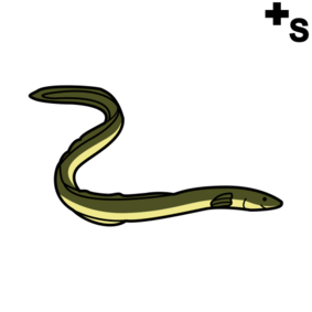 freshwater fish, eels