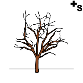 winter trees