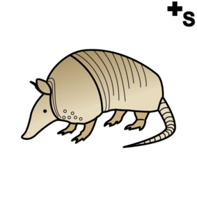armadillos