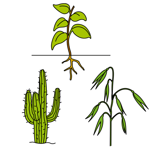 plants