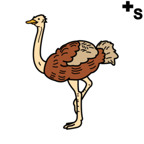 birds