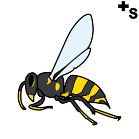 insects