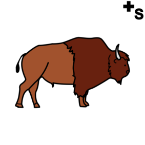 bison