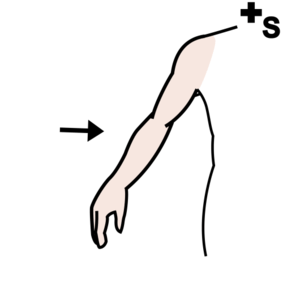 arms