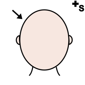 Heads
