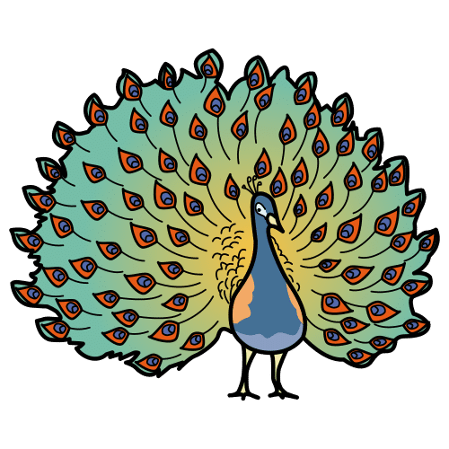 peacock