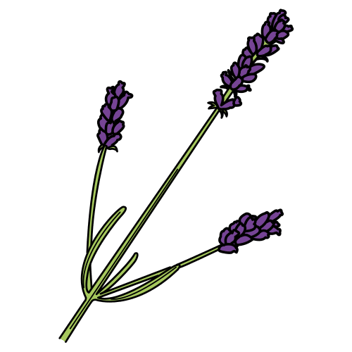 lavender