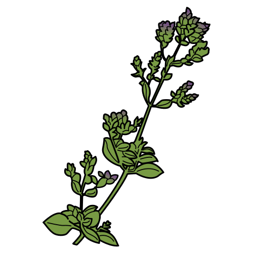 oregano