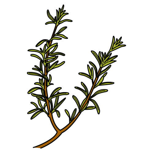 rosemary