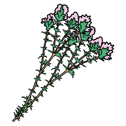 thyme