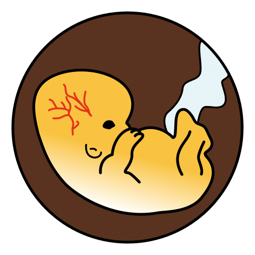 embryo