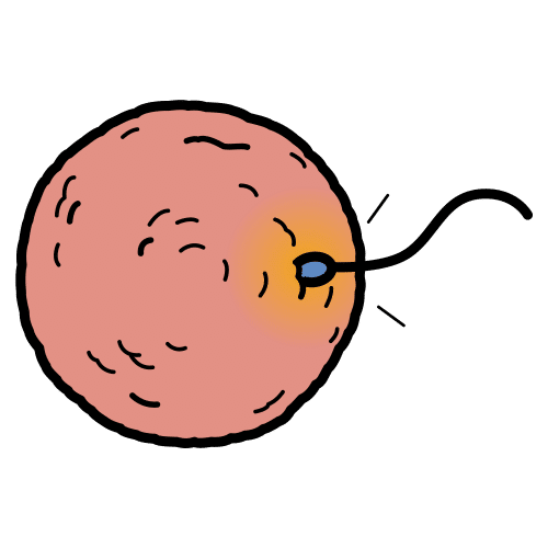 fertilization