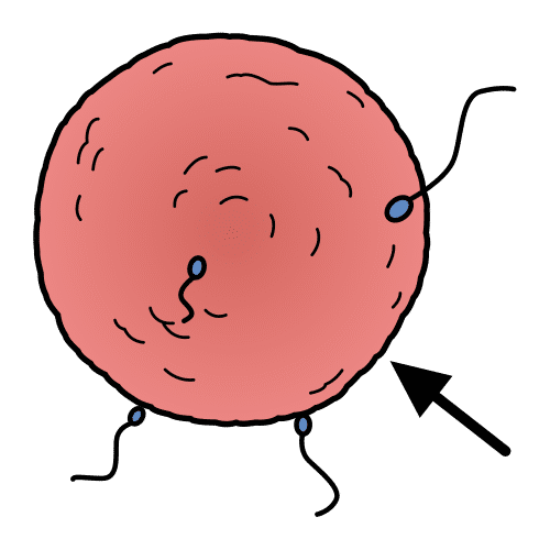 ovule