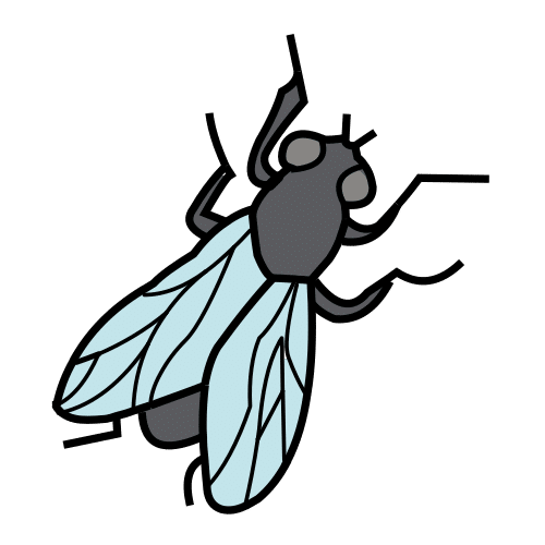 fly