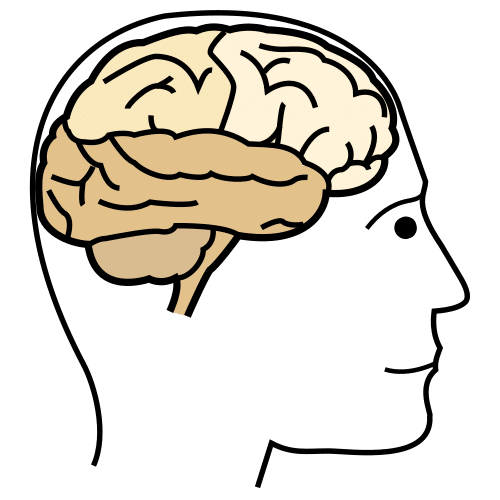 brain