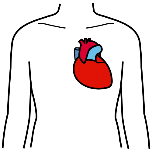 heart