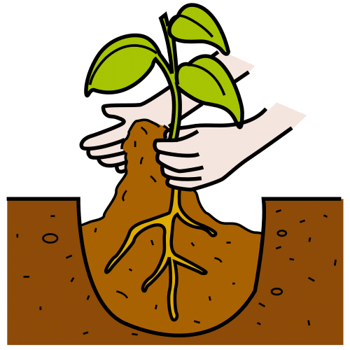plant