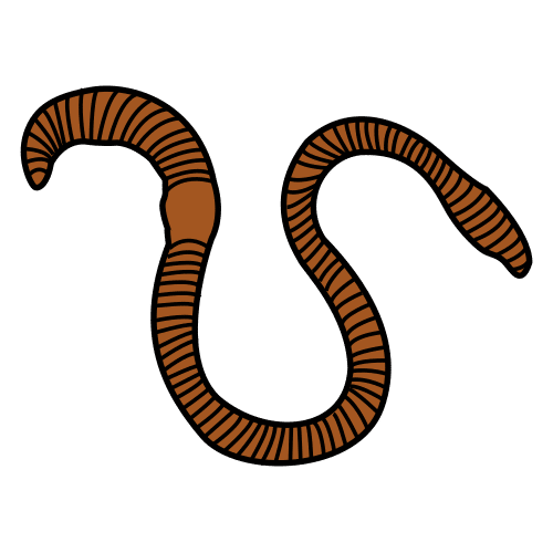 worm