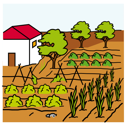 garden