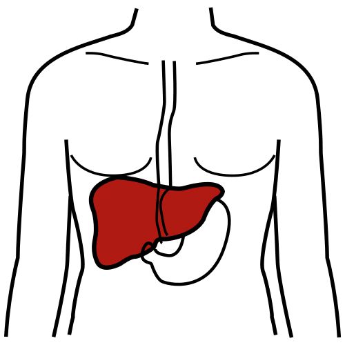 liver