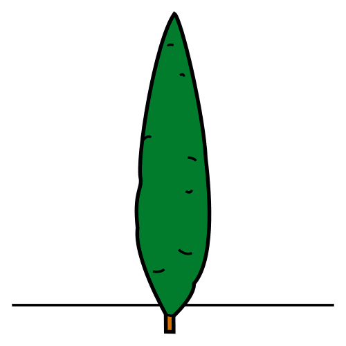 cypress tree