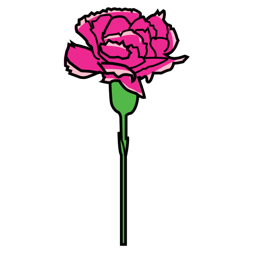 carnation flower