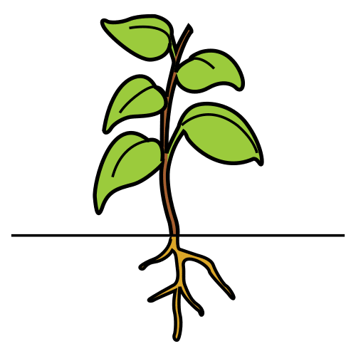 plant