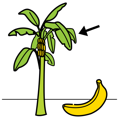 banana tree