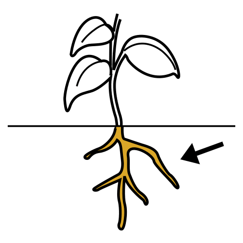 root