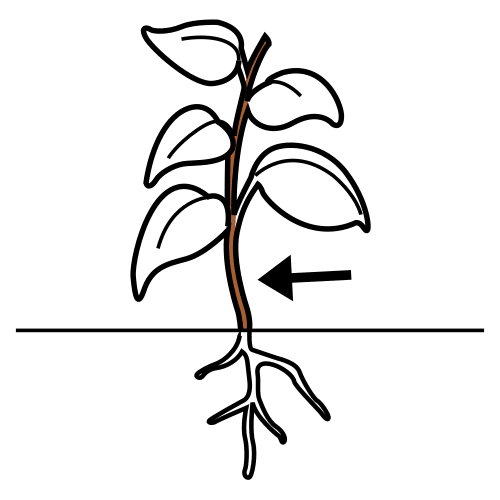 stem