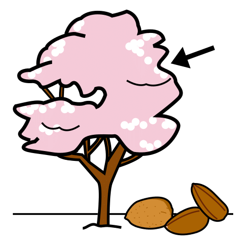 almond