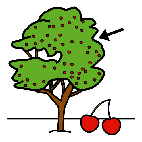 cherry tree