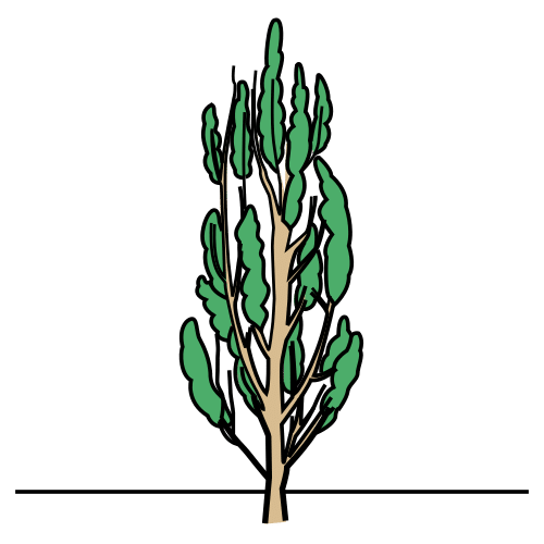 poplar