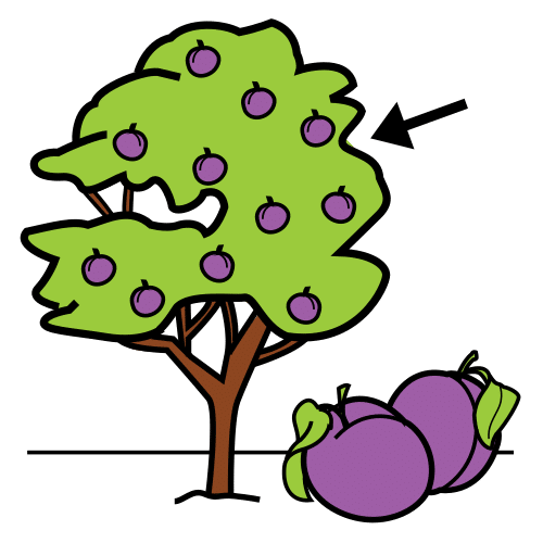 plum tree