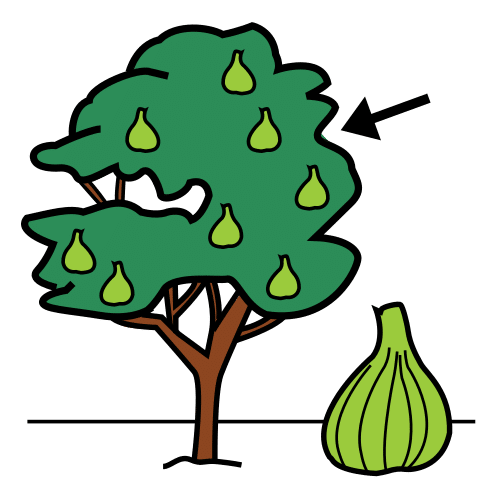 fig tree