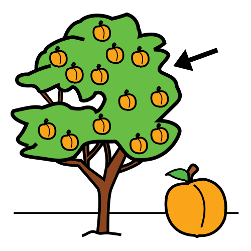 peach tree