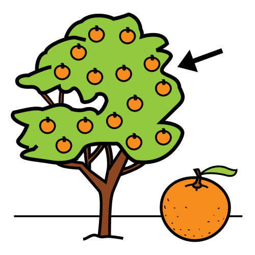 orange tree