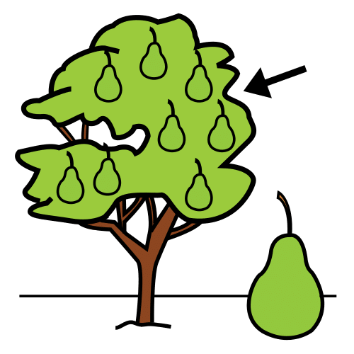 pear tree