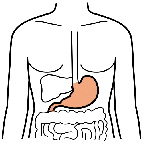 stomach