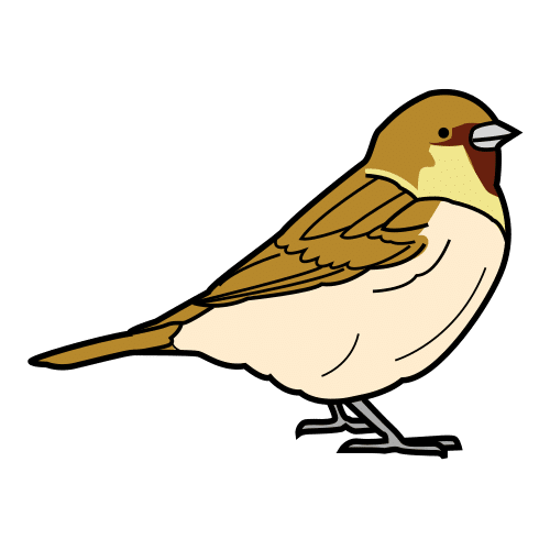 sparrow