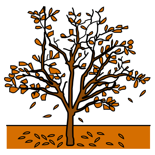 autumn tree
