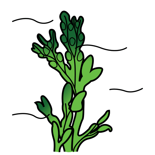 seaweed