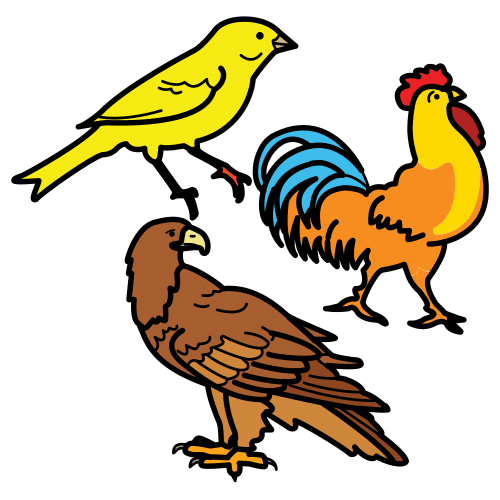 birds