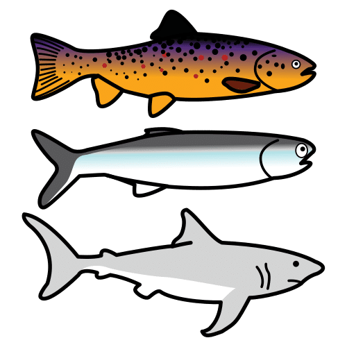 fish